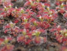 Drosera roseana; Brutschuppenvermehrung