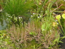 Drosera x Hybrida( intermedia x filiformis)