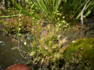 Drosera intermedia "small"