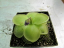 cv. Hanka - zecheri x rotundiflora