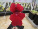 laueana geranium flower Klon 2