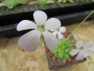 pilosa x rotundiflora