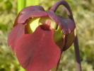 rubra ssp. gulfensis